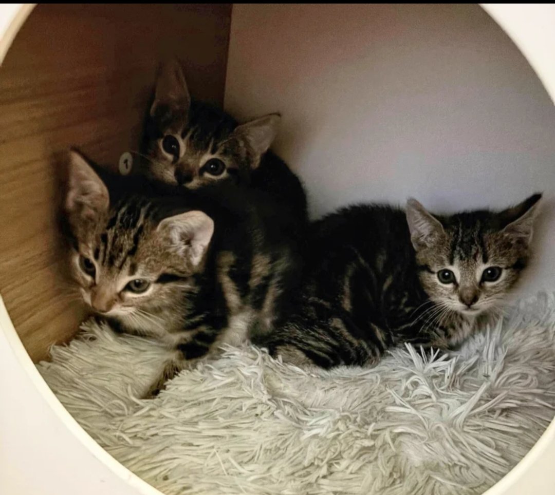 Mimi and her three kittens were rescued from a backyard.

Two kittens, Margot and Rambo, were adopted first.

The family returned to reunite and adopt the third sibling, Mallrat.

The trio thrives together, sharing play and affection.

Mimi was adopted later, completing the happy