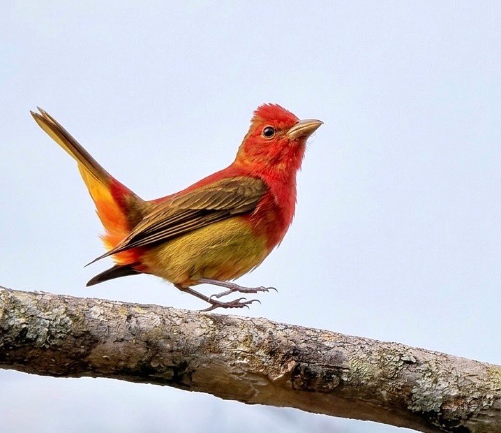 Romel  Romero ™ tweet media