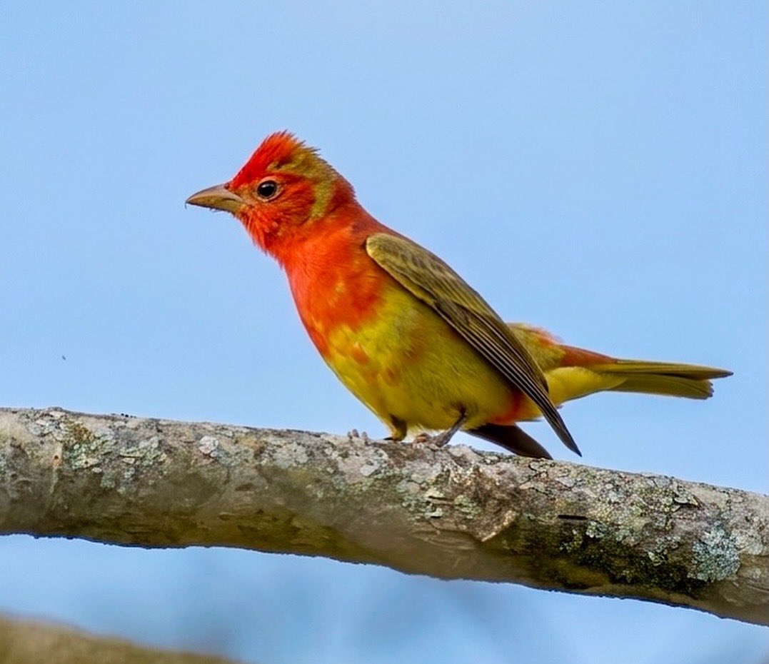 Romel  Romero ™ tweet media