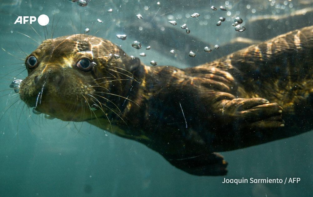 AFP News Agency tweet media