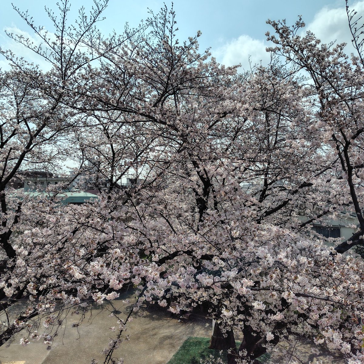 樋郡めぐみ 〜芝居と歌を志す者〜 tweet media