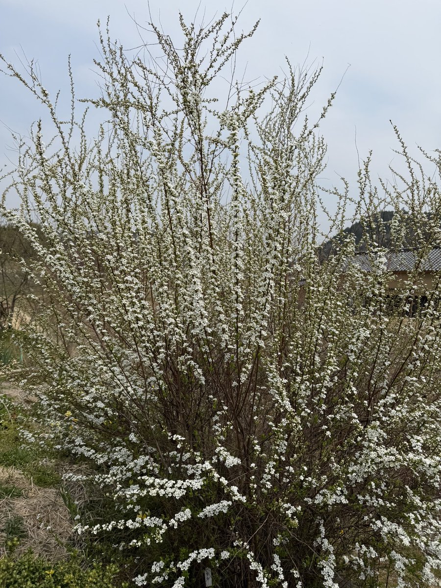 粗ちんディ⤴︎⤴︎╰⋃╯ tweet media