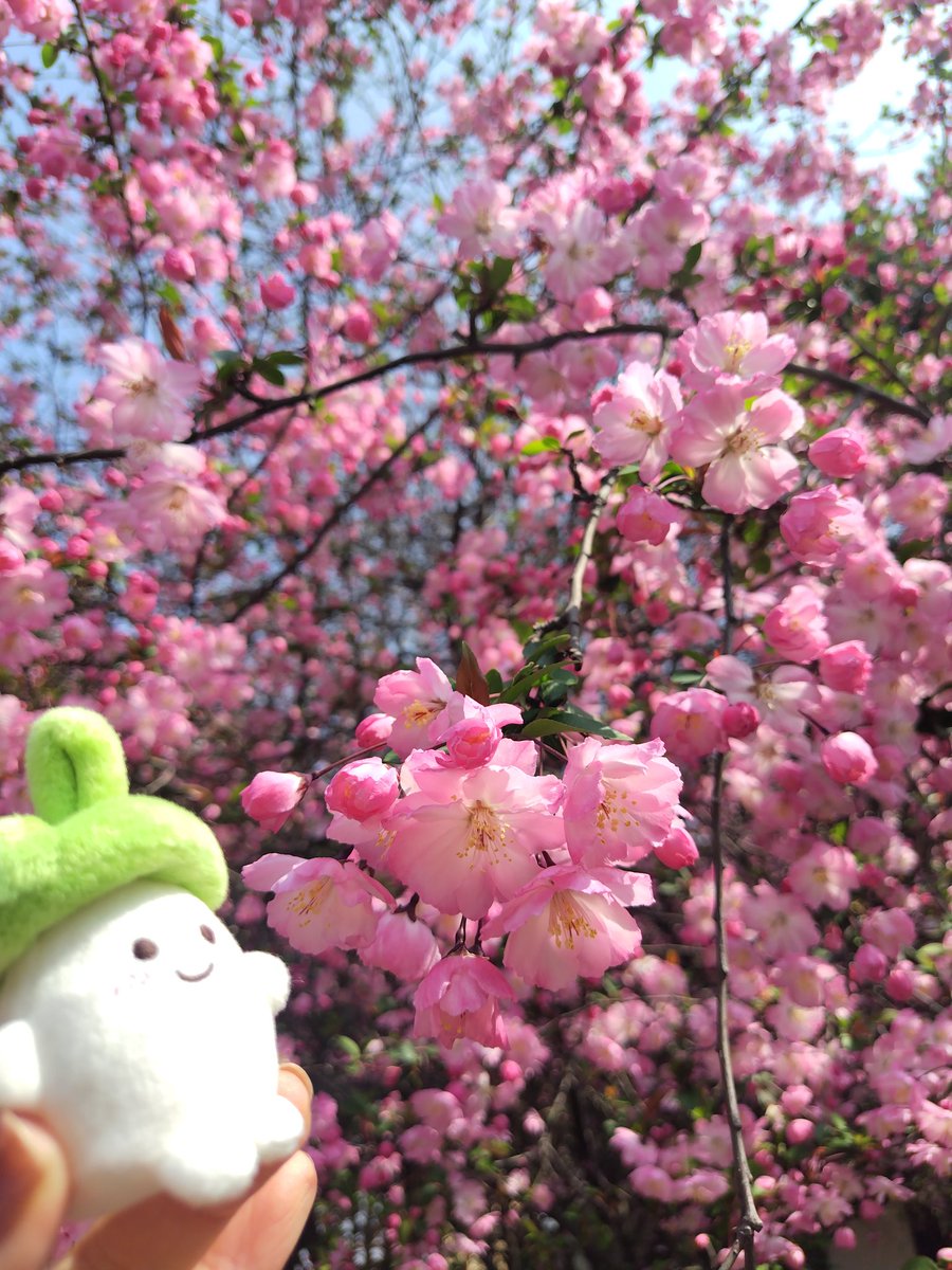 海棠が満開で美しいです✨️

#二哈和他的白猫师尊
#2ha