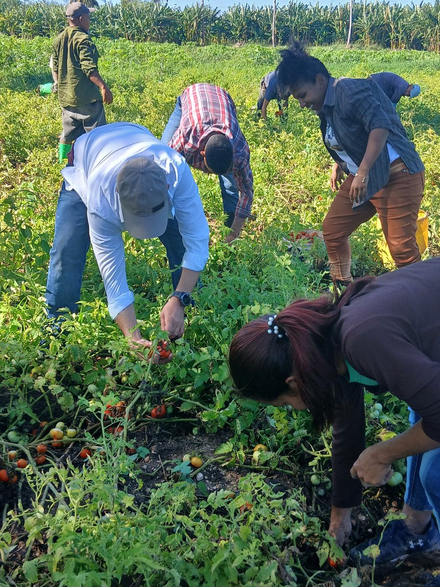 BeltranReynier's tweet photo. 👊🇨🇺❤️ #Manzanillo Hoy acompañamos a los jóvenes a la recogida del tomate como parte de las actividades productivas por el aniversario 64 de la #UJC, aportar a la producción de alimentos es una labor estratégica en el complejo escenario que vivimos. #TodoXMiCiudad 
#UJCdeCuba https://t.co/1eL89Tslg6