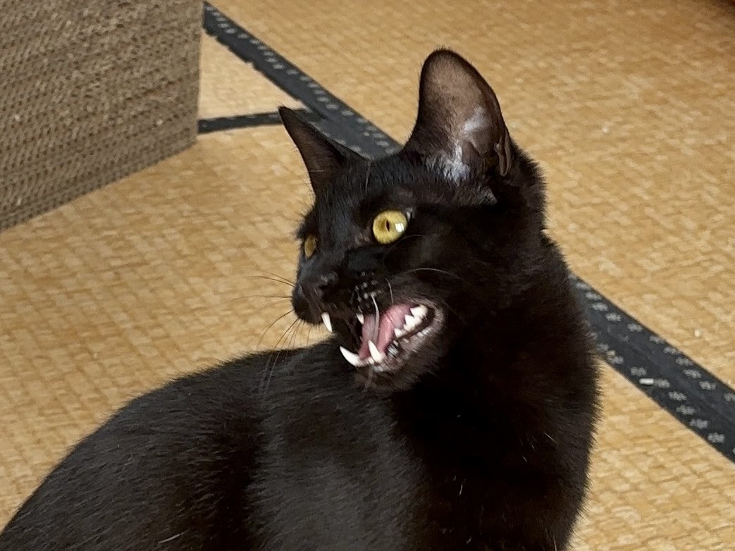 保護猫シェルター泥猫倶楽部 tweet media