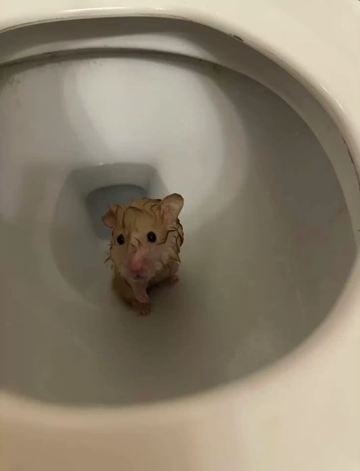 Tweets Of Hamster tweet media