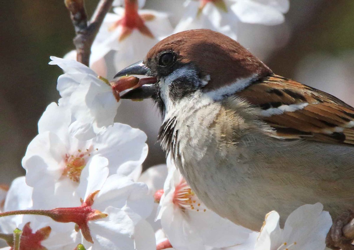 片柳弘史 tweet media