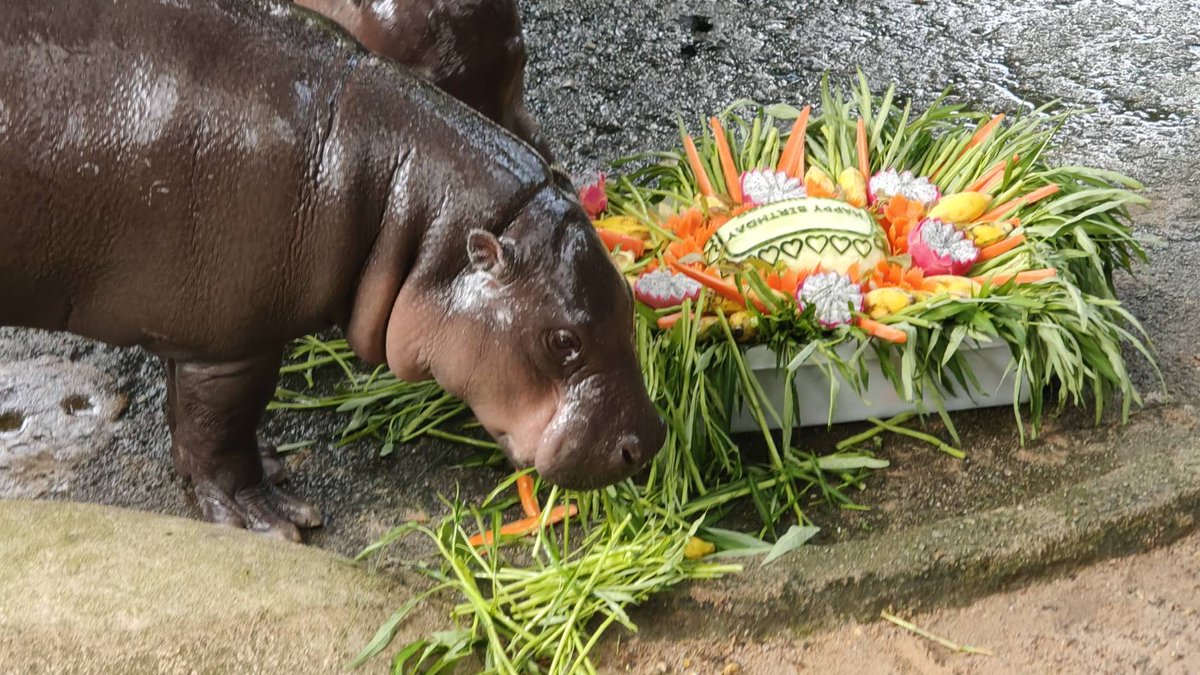 สวนสัตว์เปิดเขาเขียว Khao Kheow Open Zoo tweet media