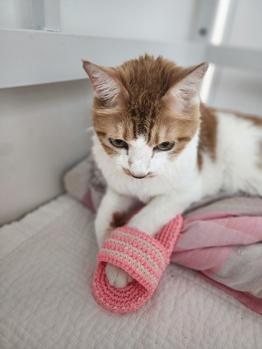 스위니트🧶🪡🐱🧘‍♀️🌺 tweet media