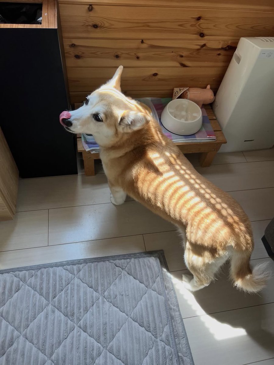 ネットで話題の動画 tweet media