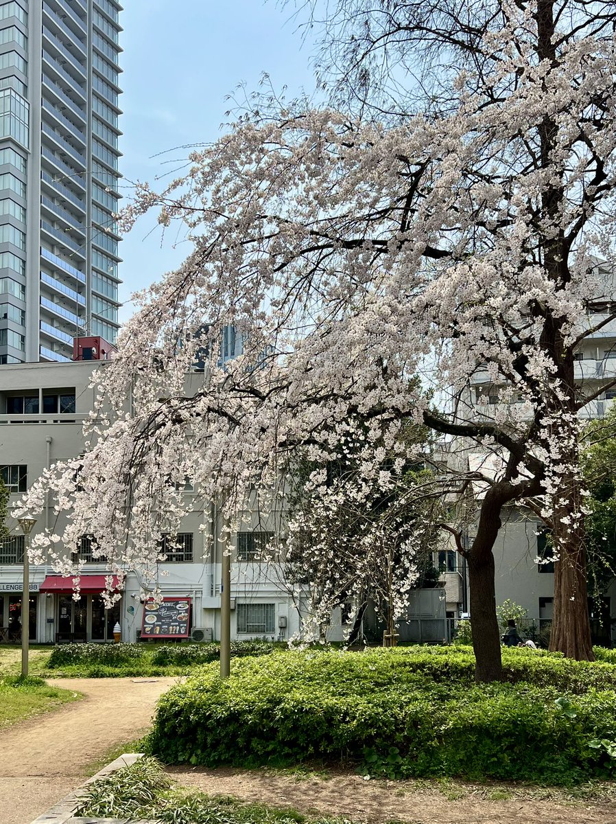 twincities2026's tweet photo. Strolling to Utsubo Park beneath cherry trees in full bloom. The park feels alive with blossoms, children, and loving couples sharing tender, romantic moments. #UtsuboPark #CherryBlossoms #SpringInJapan #Osaka #Sakura #SpringStroll https://t.co/LP8gVwbjsg