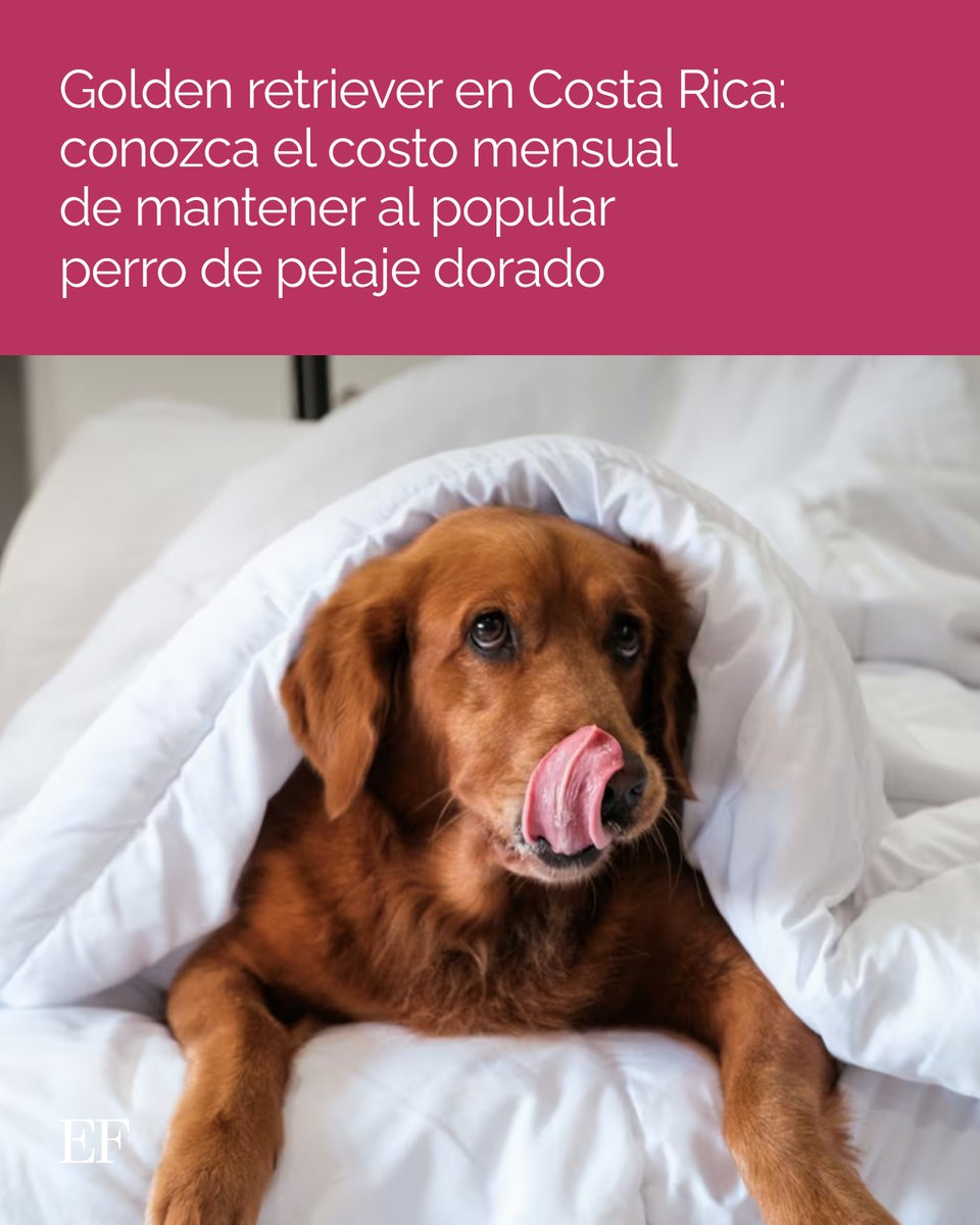 elfinancierocr's tweet image. mrf.lu/8F1n🌟 ¡Amor dorado a un costo! Conoce cuánto necesitarás gastar al tener un golden retriever. ¡No te lo pierdas! 🐕 #Mascotas #Costos