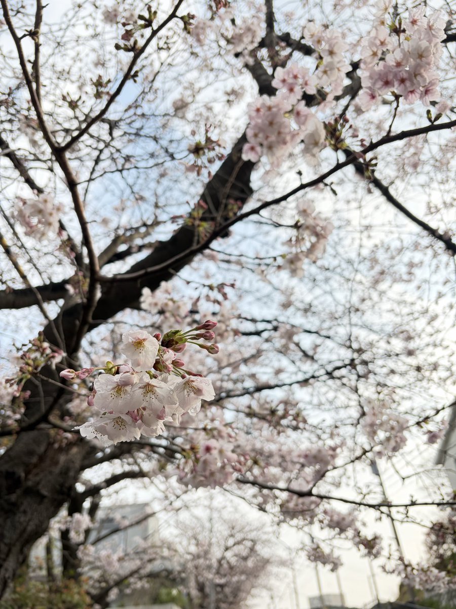 大栗中栗ちえくり🌰🐼 tweet media