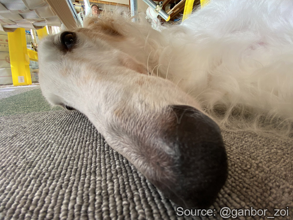 Borzoibot tweet media