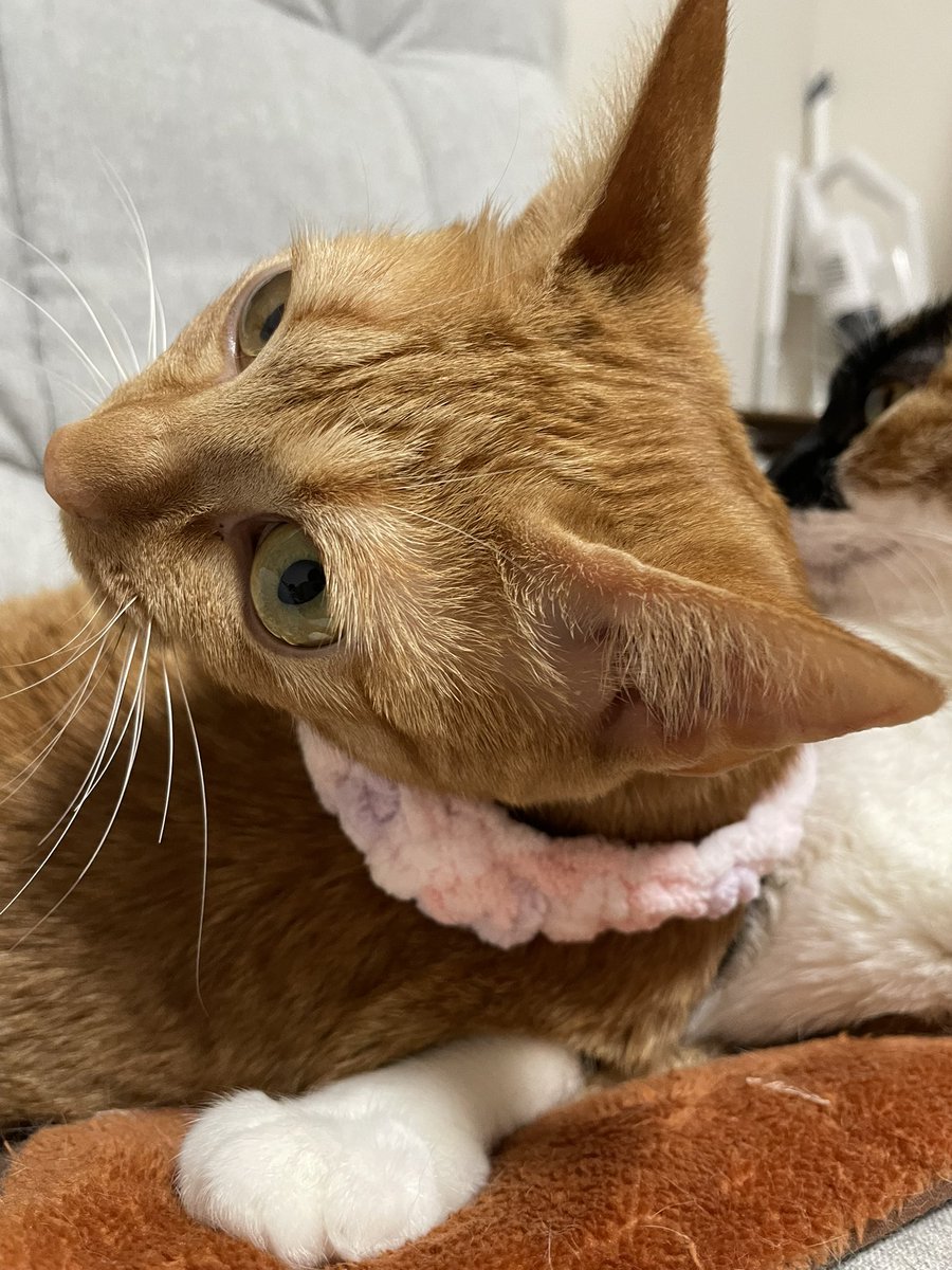 甘夏🍊1人4猫同居中👩🐱💞 tweet media