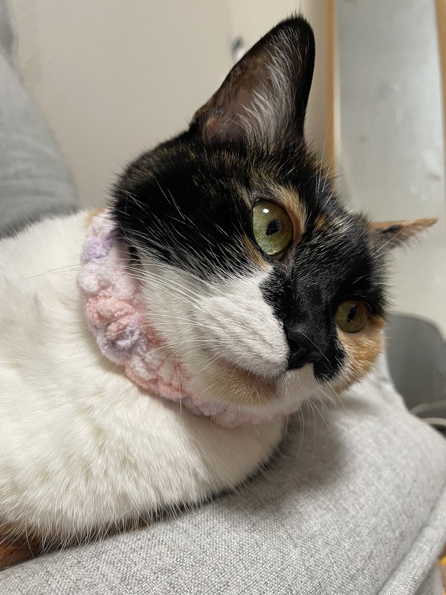 甘夏🍊1人4猫同居中👩🐱💞 tweet media