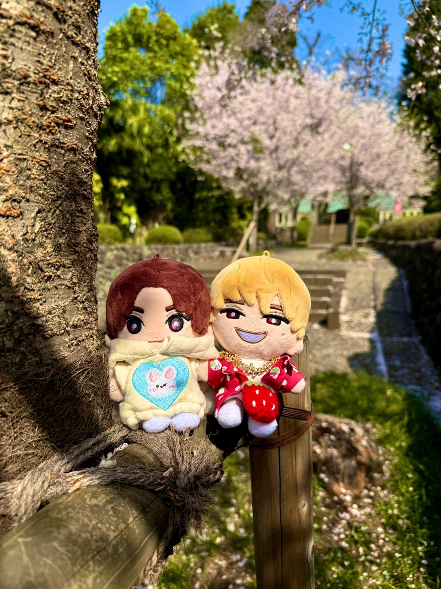 micharin335's tweet photo. 🌸°・*:.。.☆🌸°・*:.。.☆🌸°・*:.。.☆🌸°・*:.。.☆🌸
お花見～🌸🩷⸜❤️⸝
 #ストぬい
#京ジェ https://t.co/0q1aU5h9IR