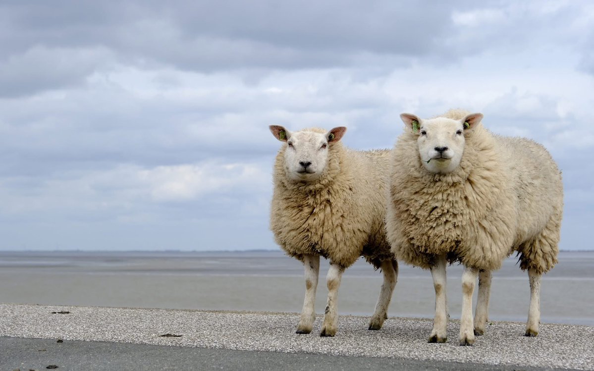 Mooigrunnen® tweet media