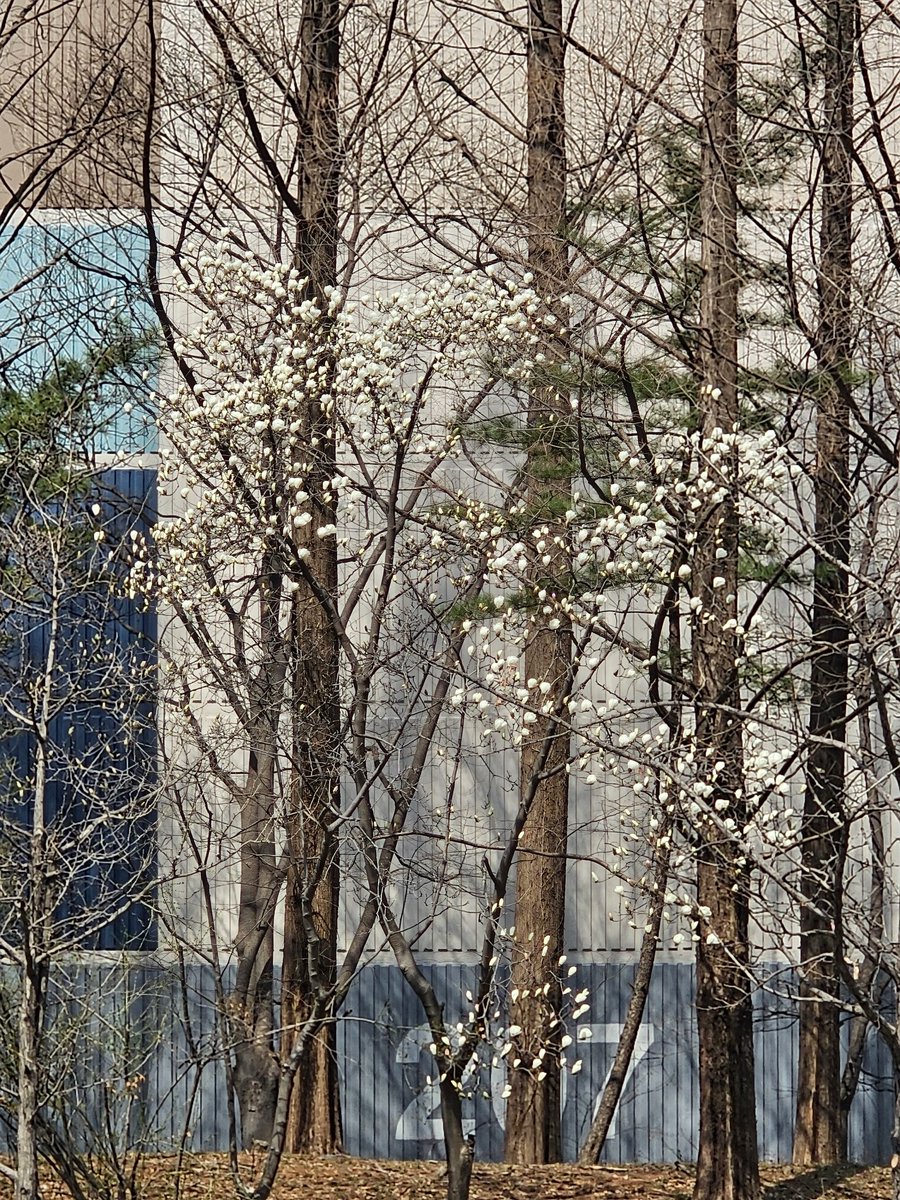 왜파래 tweet media