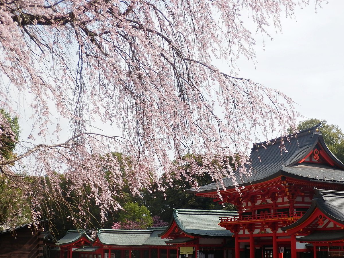 近江神宮 tweet media