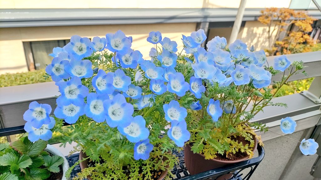 みなと🐱🐶新刊通販固定ツイ tweet media