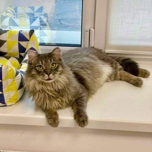 Животные лучше людей tweet media