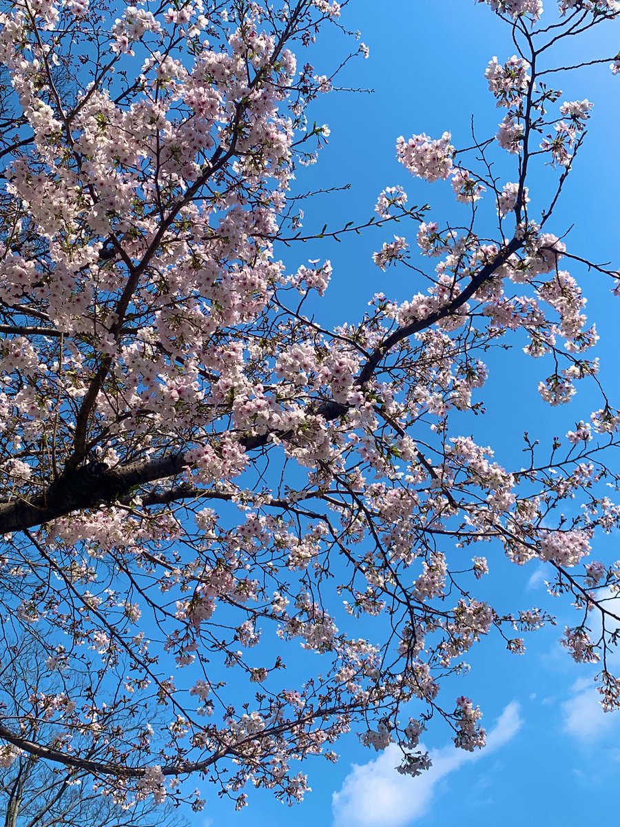 하노코 Hanoko tweet media