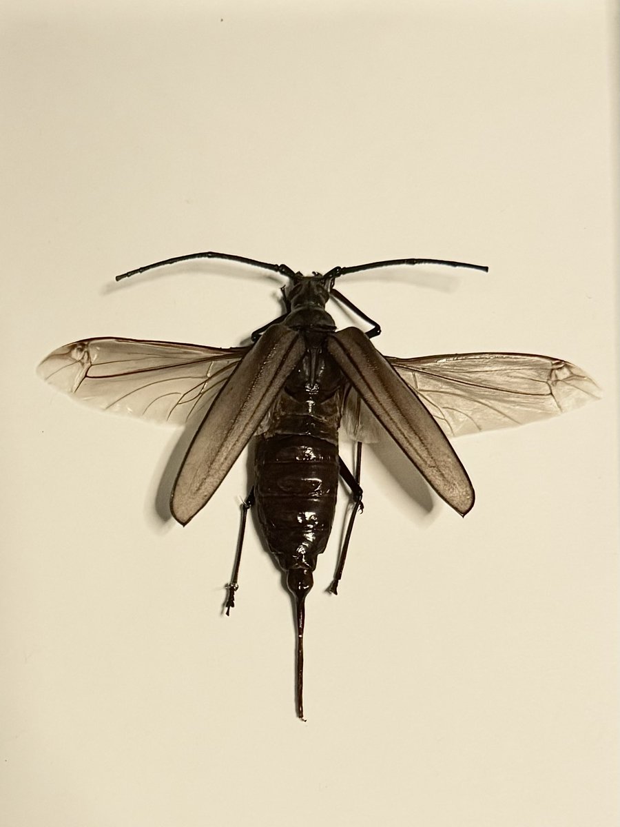 dead, again tweet media