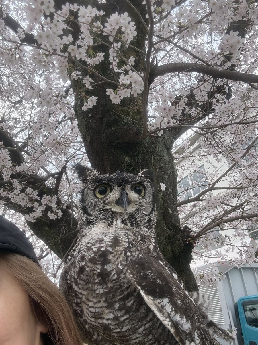 4/29.30都内の龍崎飛鳥 tweet media