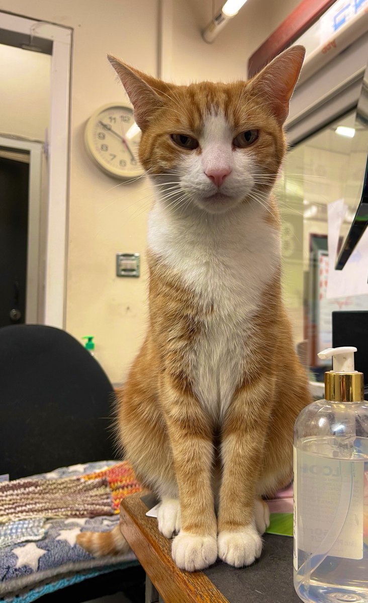 George The Stourbridge Junction Station Cat tweet media
