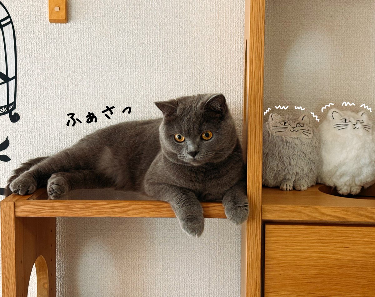 何故かどんちゃんはおにゃかの毛だけ白っぽくて長いです