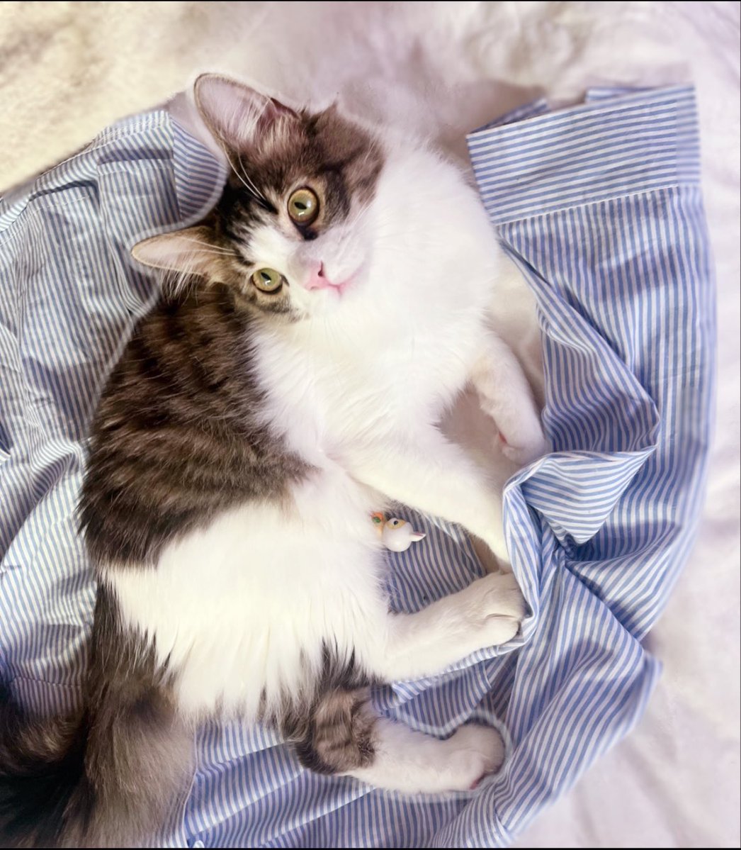 しろねこ tweet media