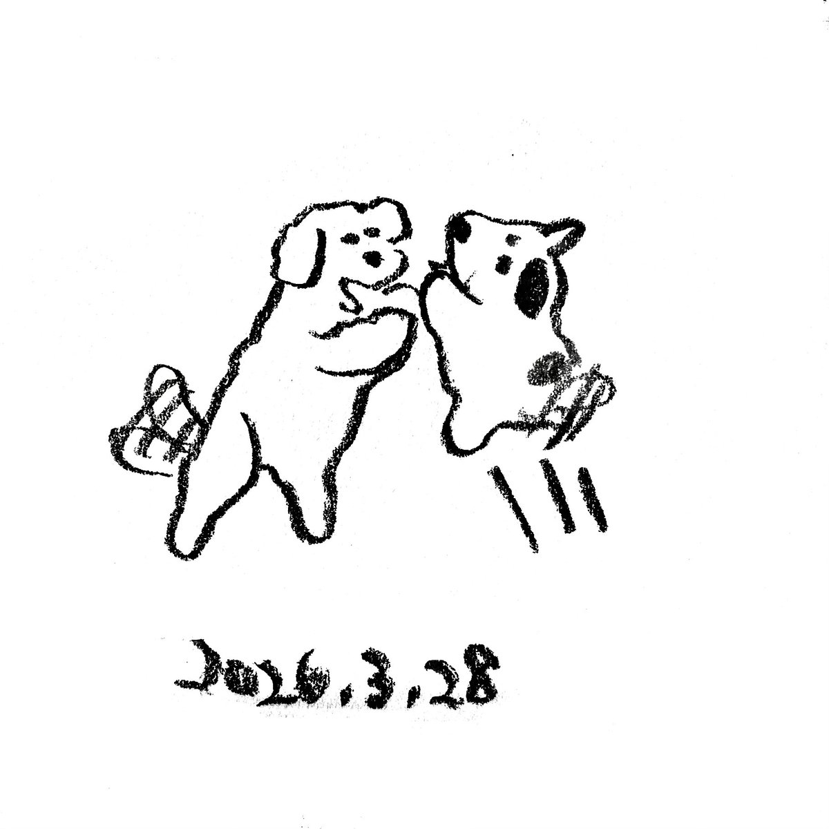 今日のジャックラッセルテリア tweet media