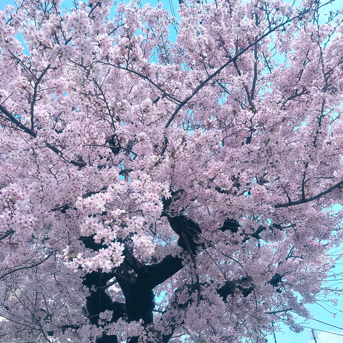 ๐ฐ๐ธ๐๐๐๐๐จโค๏ธโ๐ฅ๐ฃ๐๐ค๐๐ ๐๐๐ฅ๐โค๏ธโ๐ฅ tweet media