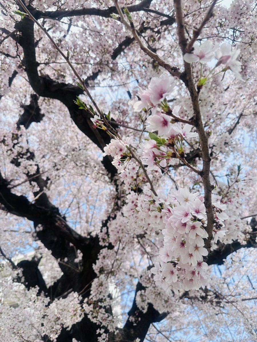 ๐ฐ๐ธ๐๐๐๐๐จโค๏ธโ๐ฅ๐ฃ๐๐ค๐๐ ๐๐๐ฅ๐โค๏ธโ๐ฅ tweet media