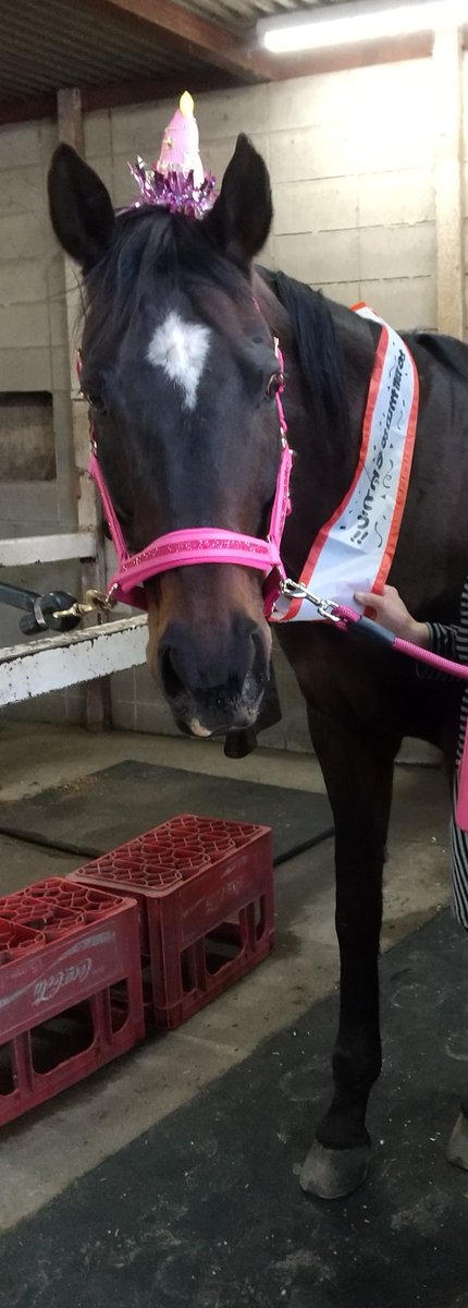 チーム・テイオー（トウカイテイオーファミリー応援団） tweet media