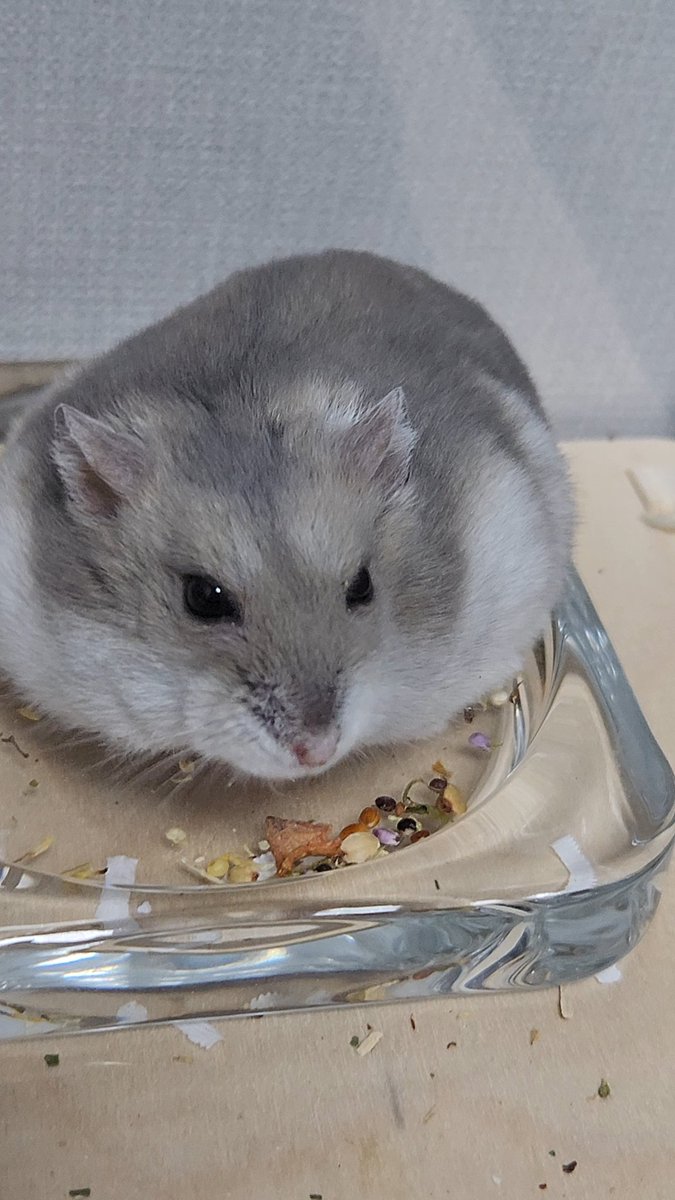 보니🐀 tweet media