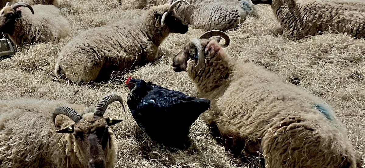 Manx Loaghtan tweet media