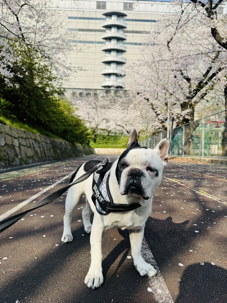 BOSS@仙台国際ハーフマラソン tweet media