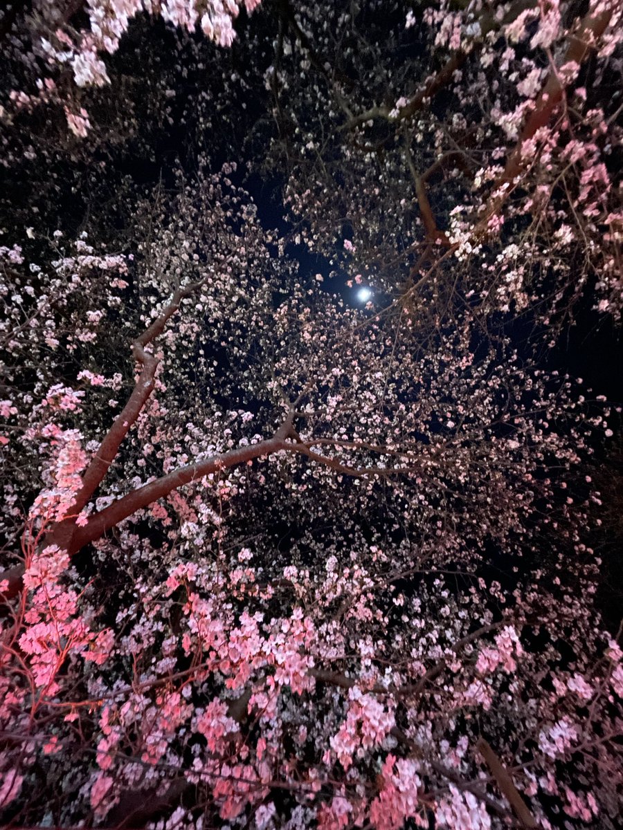 keenyann(キーニャン) tweet media