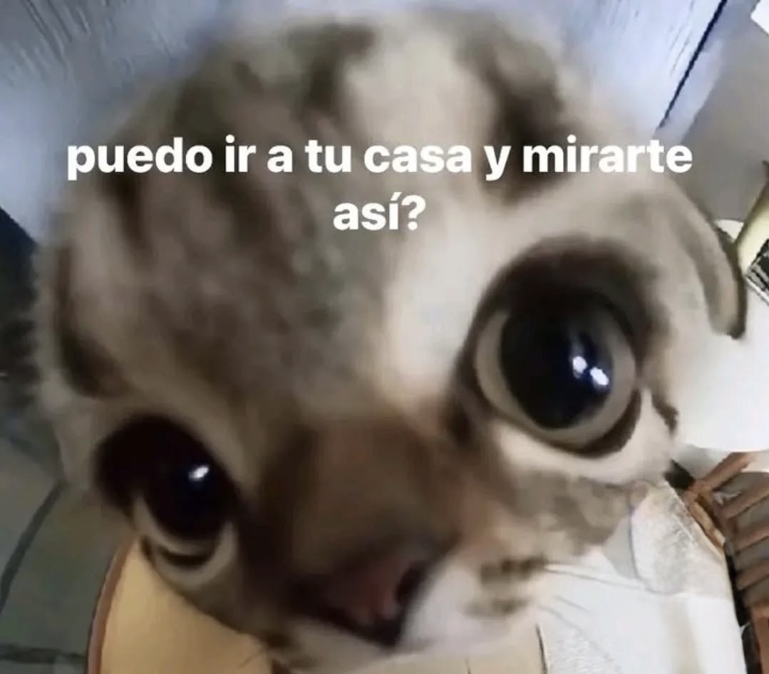 Mundo de Bigotes tweet media