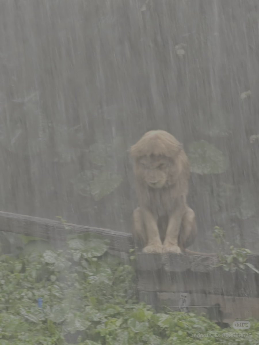 วิเชียรไก่ย่าง tweet media