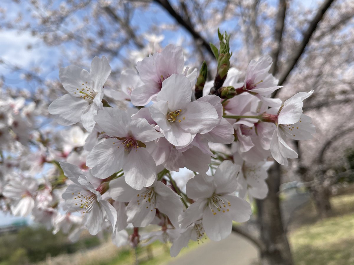 chuu_00v's tweet photo. #お花部 https://t.co/hZayq5LL1z