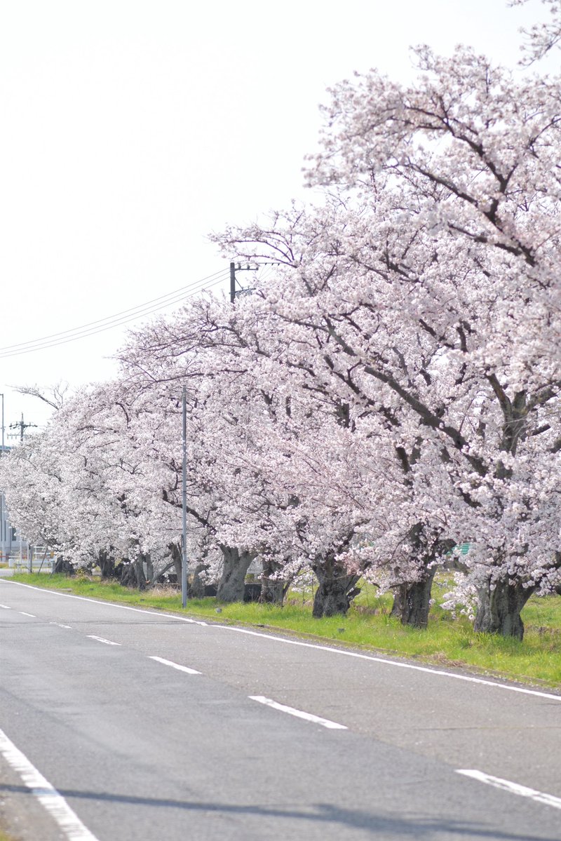 きたちゃん🐉 tweet media