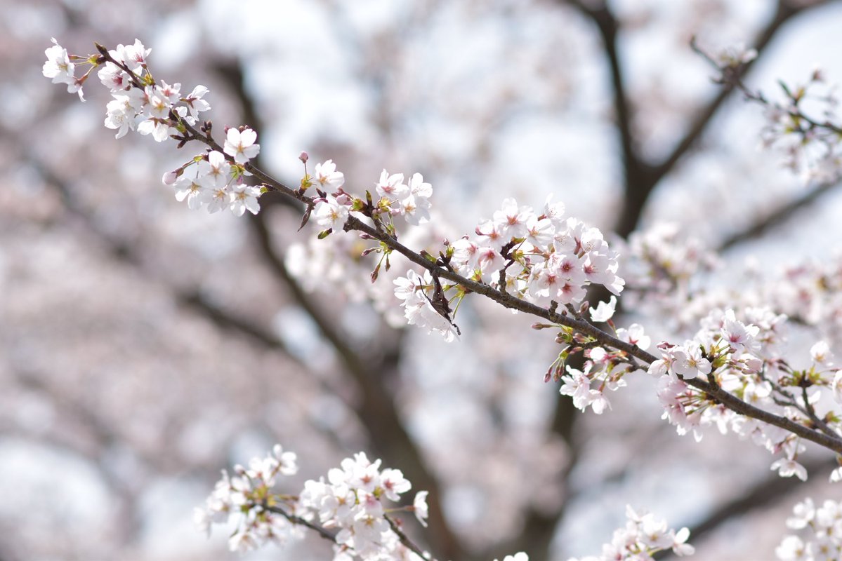 きたちゃん🐉 tweet media