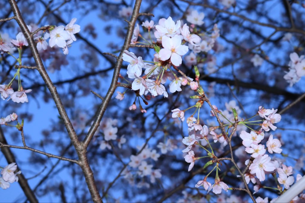Toshippppppp's tweet photo. 木更津太田山公園！　

#桜　#花見　#木更津 https://t.co/Qgj1H6n6mW