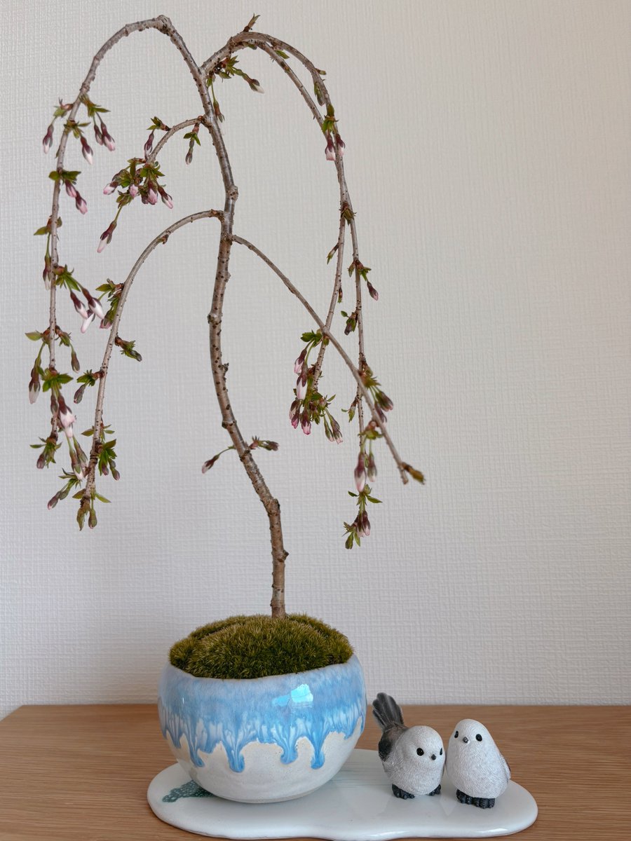 ラピス tweet media