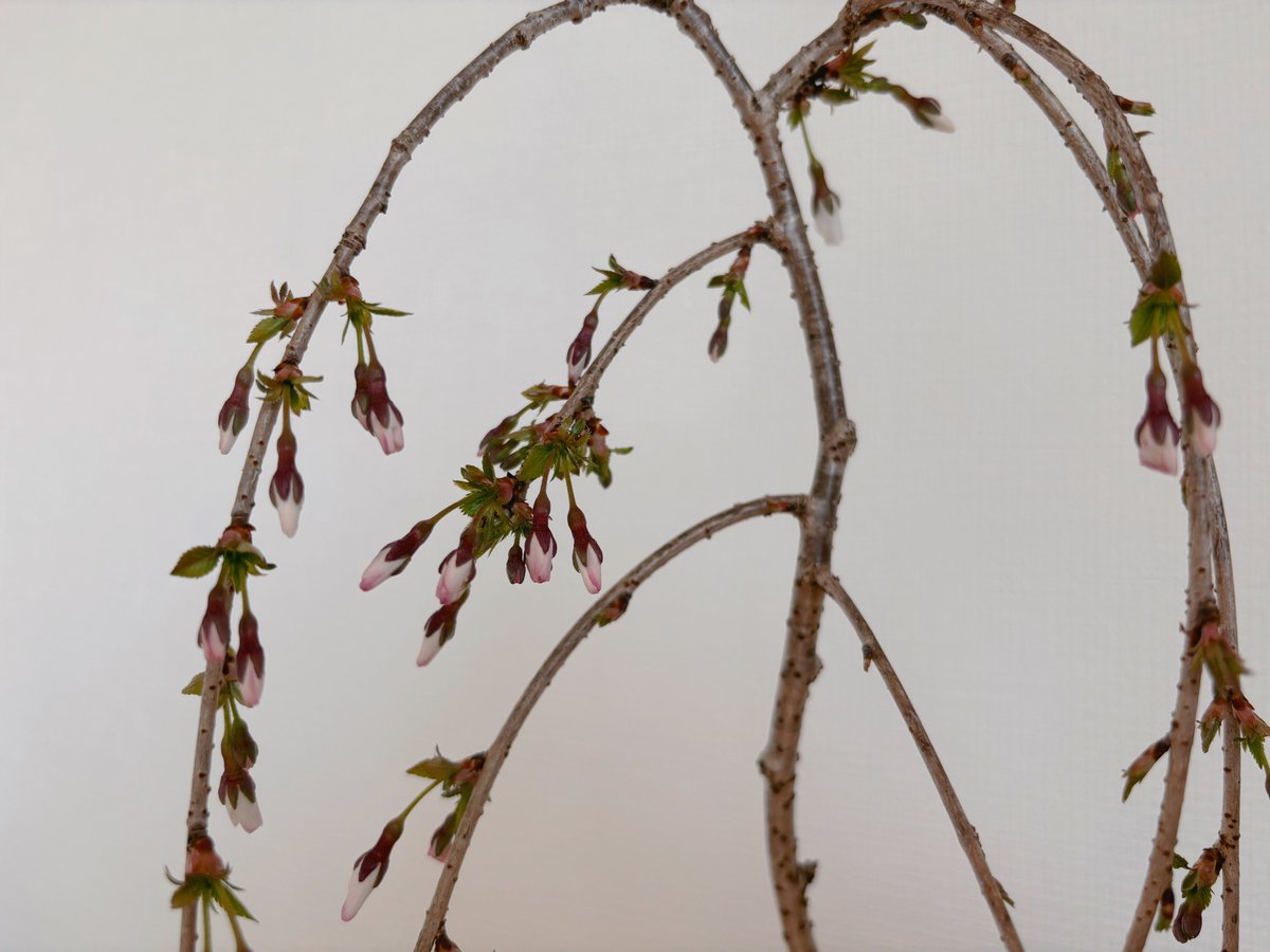 ラピス tweet media