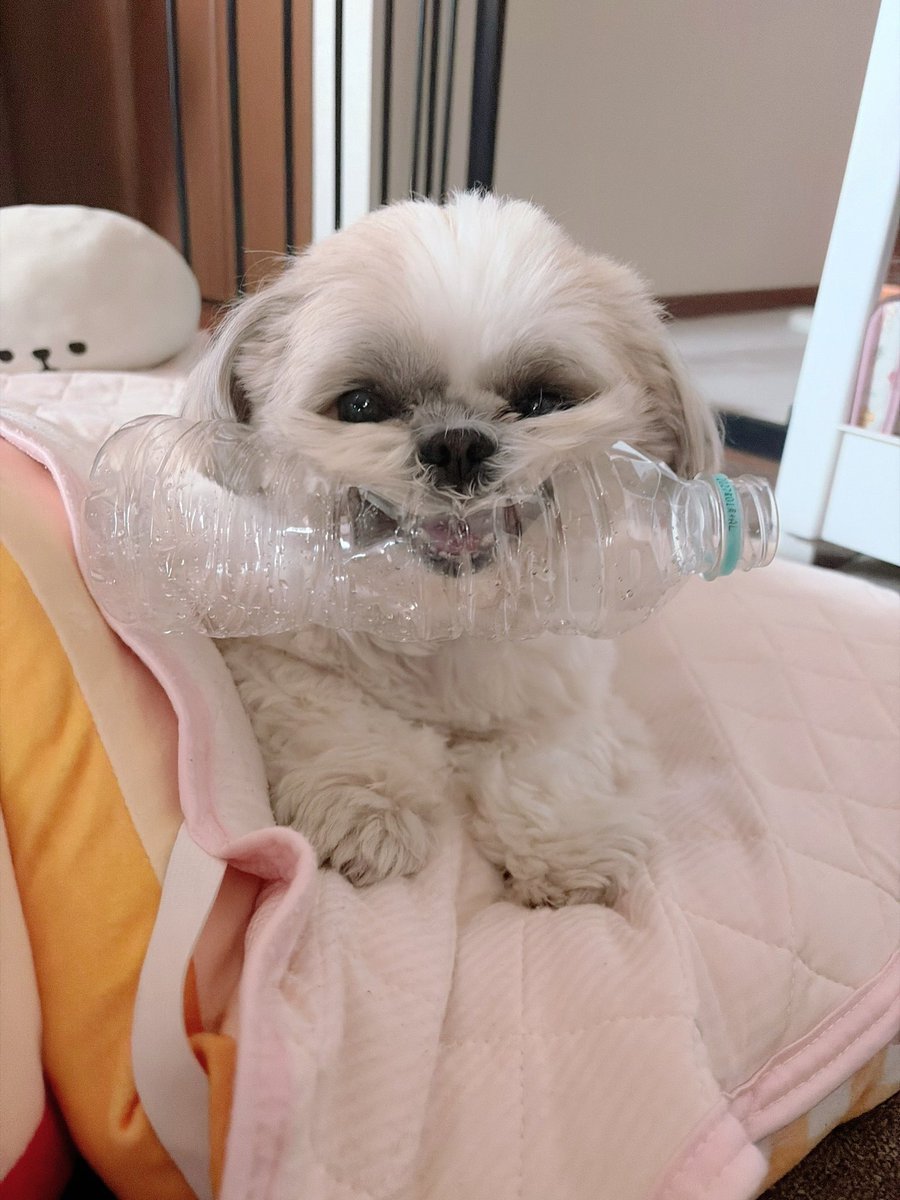 シーズー🍑ももちゃ🍑 tweet media