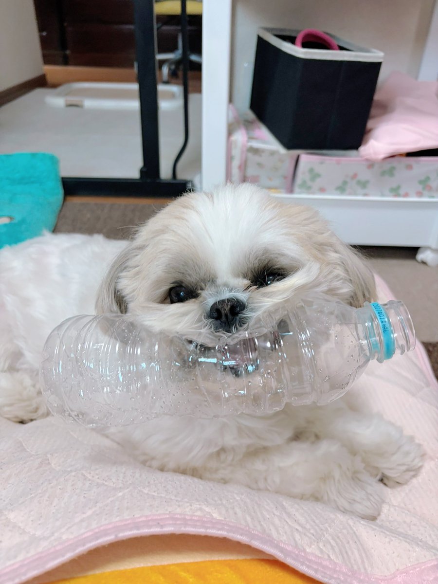 シーズー🍑ももちゃ🍑 tweet media